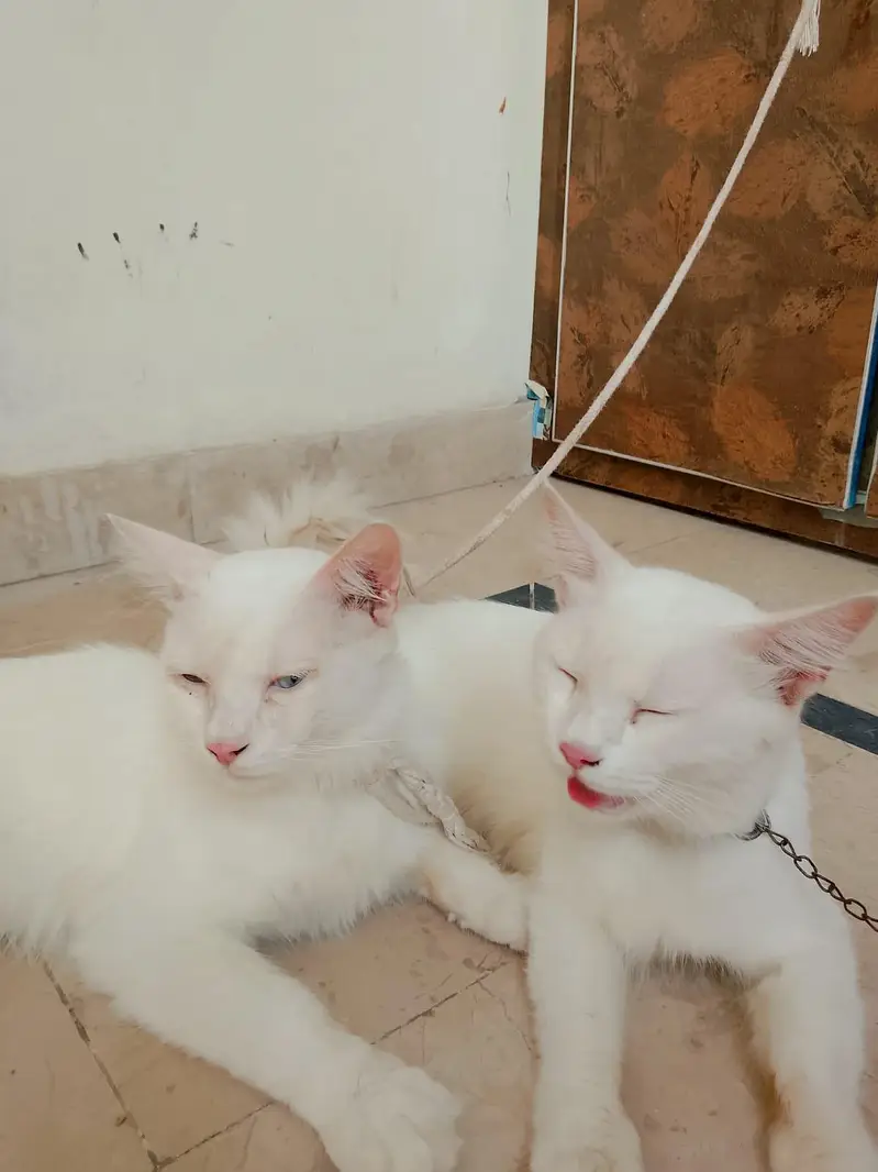 Persian cats 1Pair Vaccinated — photo 4
