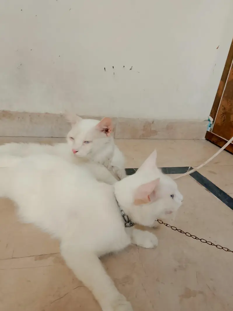 Persian cats 1Pair Vaccinated — photo 5