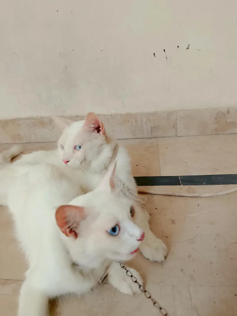 Persian cats 1Pair Vaccinated — photo 6