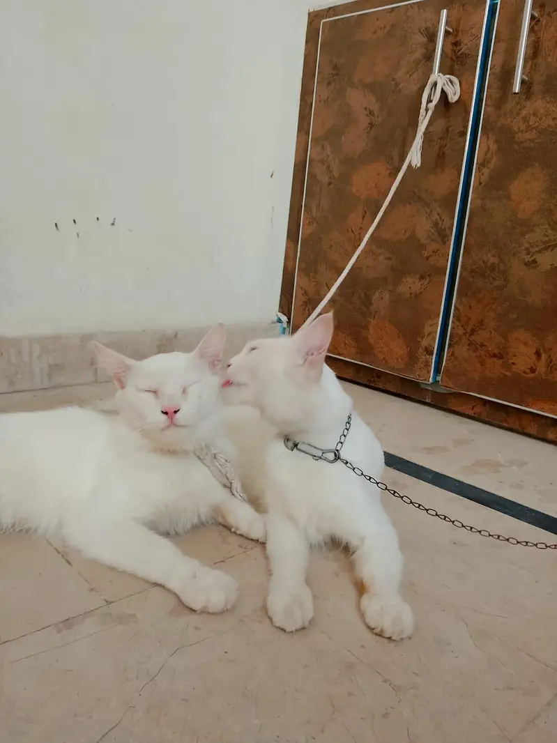 Persian cats 1Pair Vaccinated — photo 7