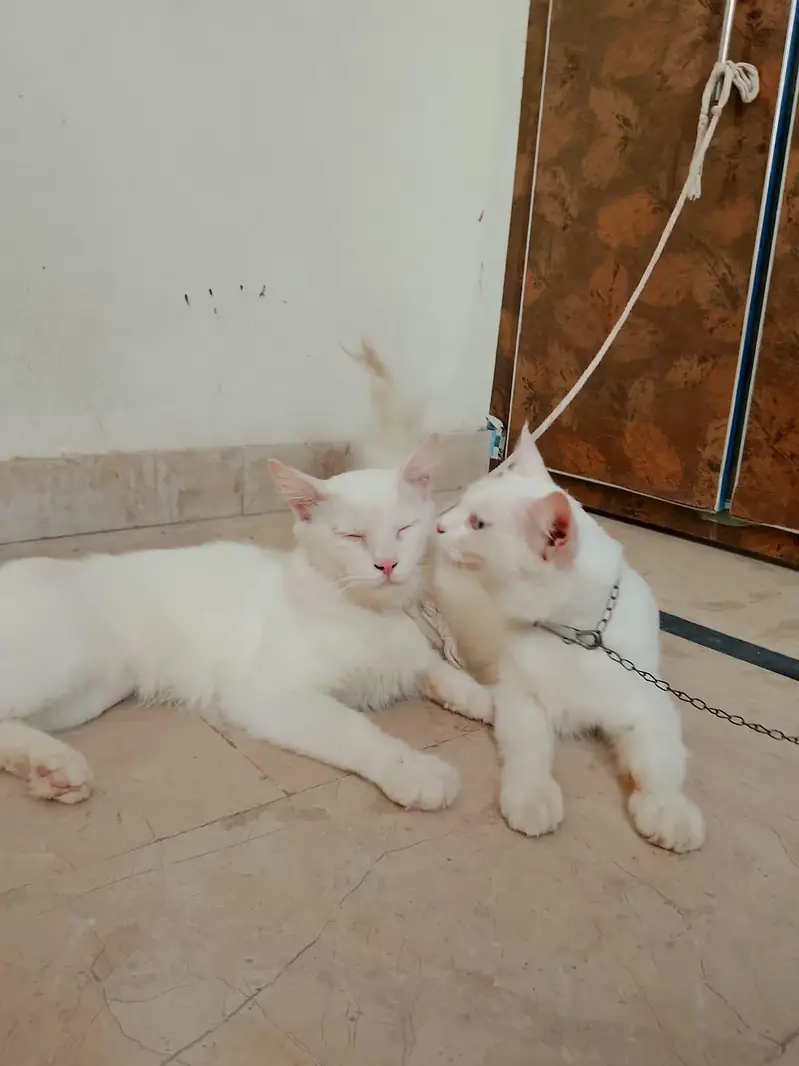 Persian cats 1Pair Vaccinated — photo 8