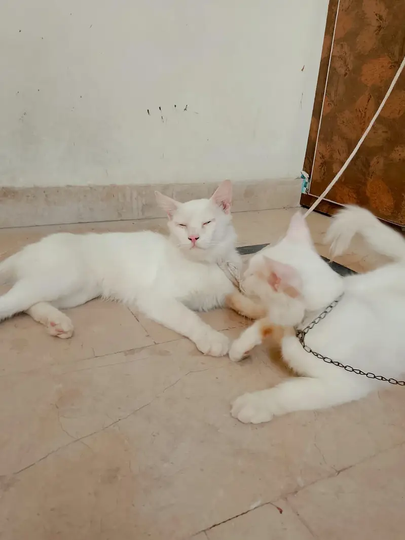 Persian cats 1Pair Vaccinated — photo 9