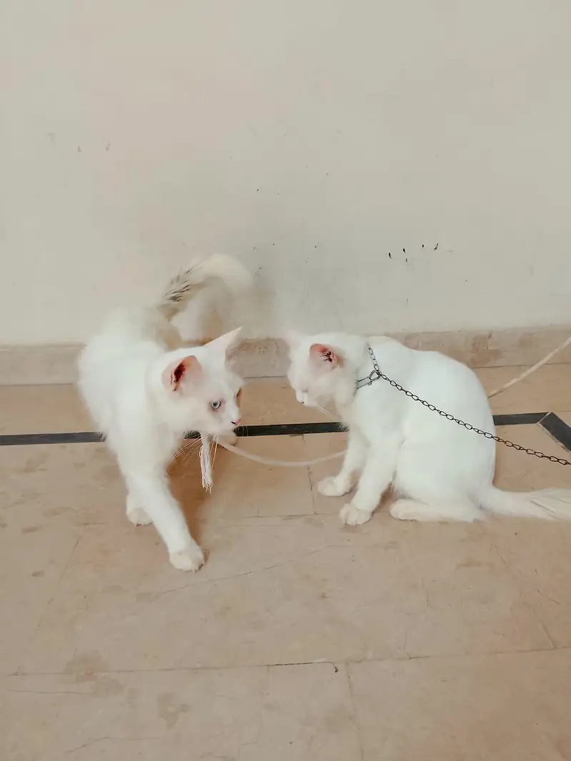 Persian cats 1Pair Vaccinated — photo 10