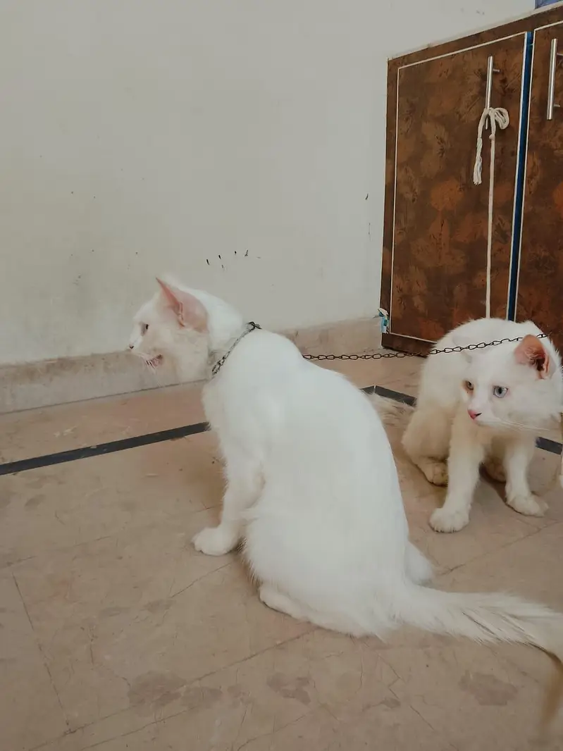 Persian cats 1Pair Vaccinated — photo 11