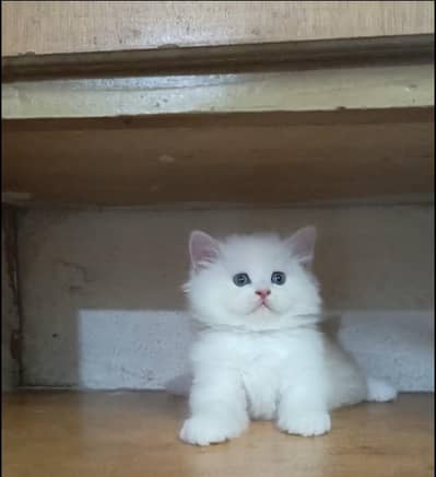 Persian kitten /punch face /triple coat /female male  cat