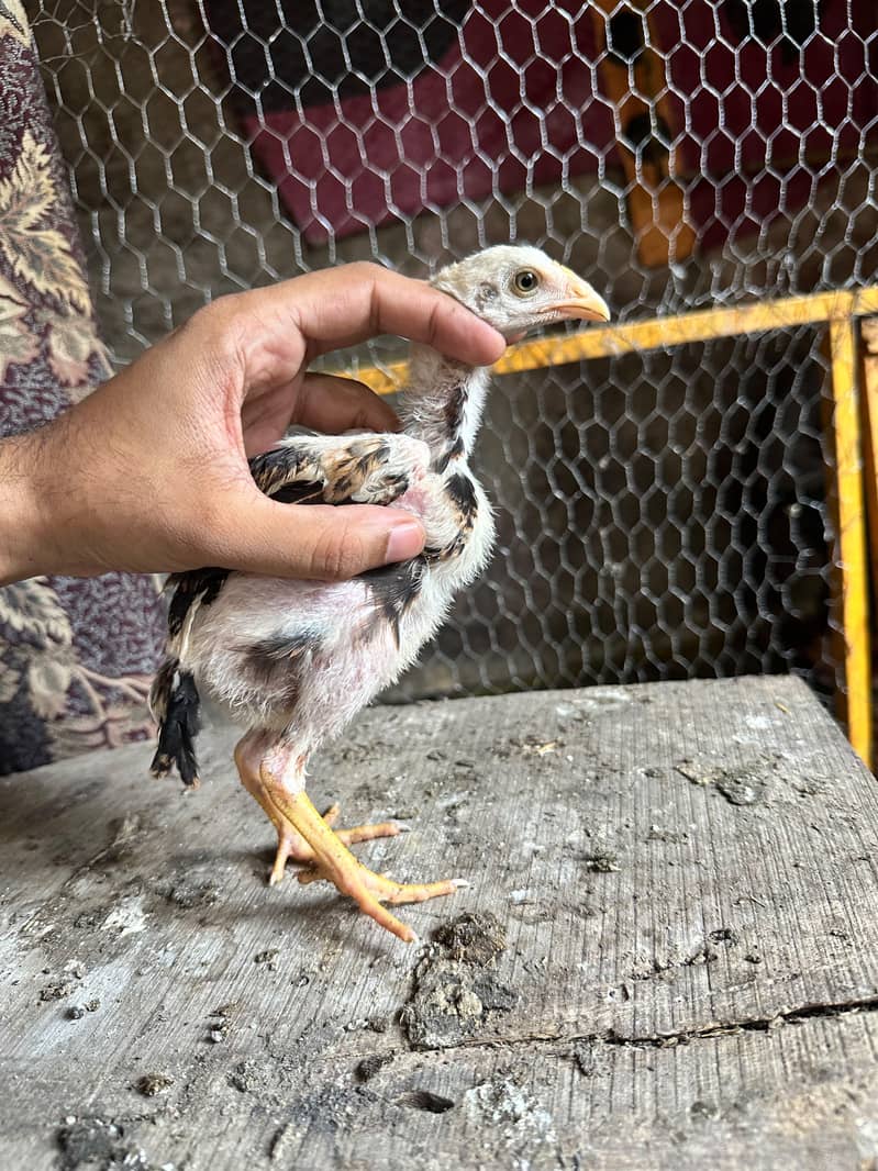 Meanwali Chicks 2