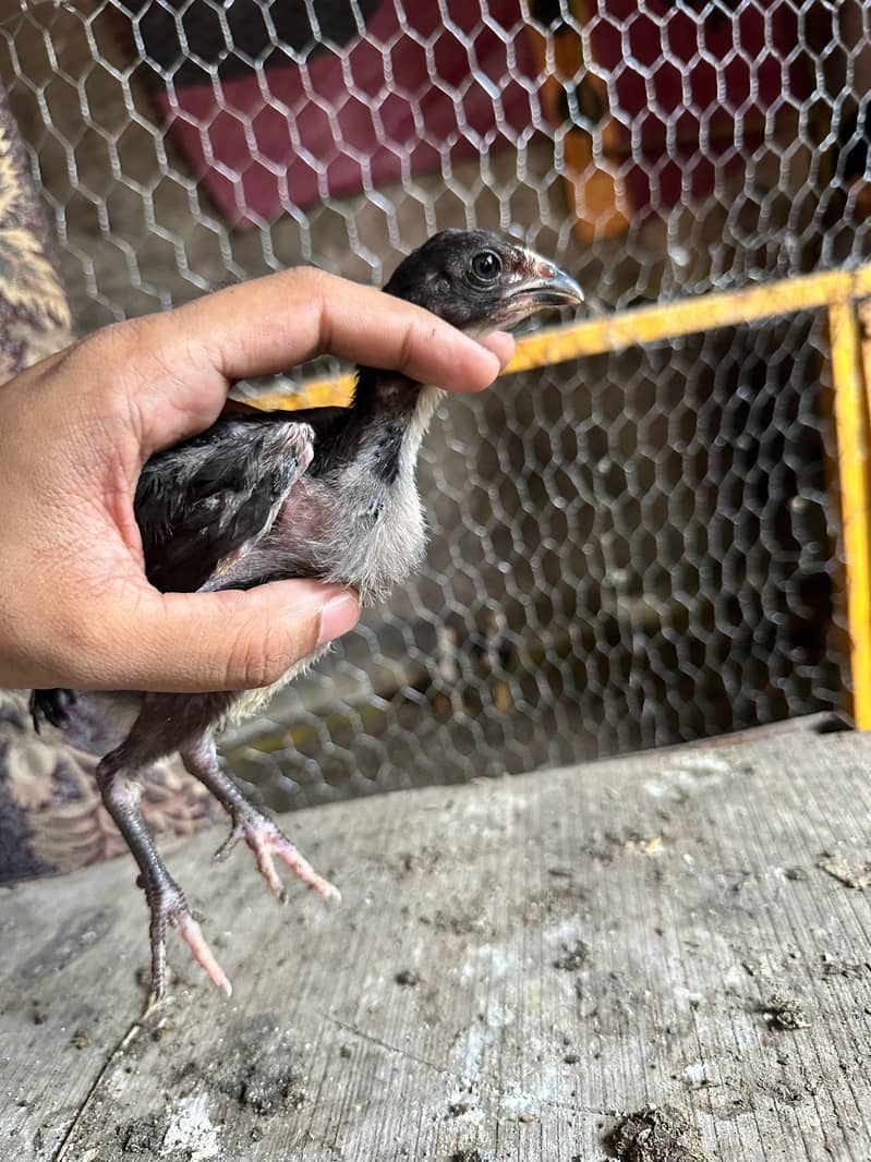 Meanwali Chicks 3