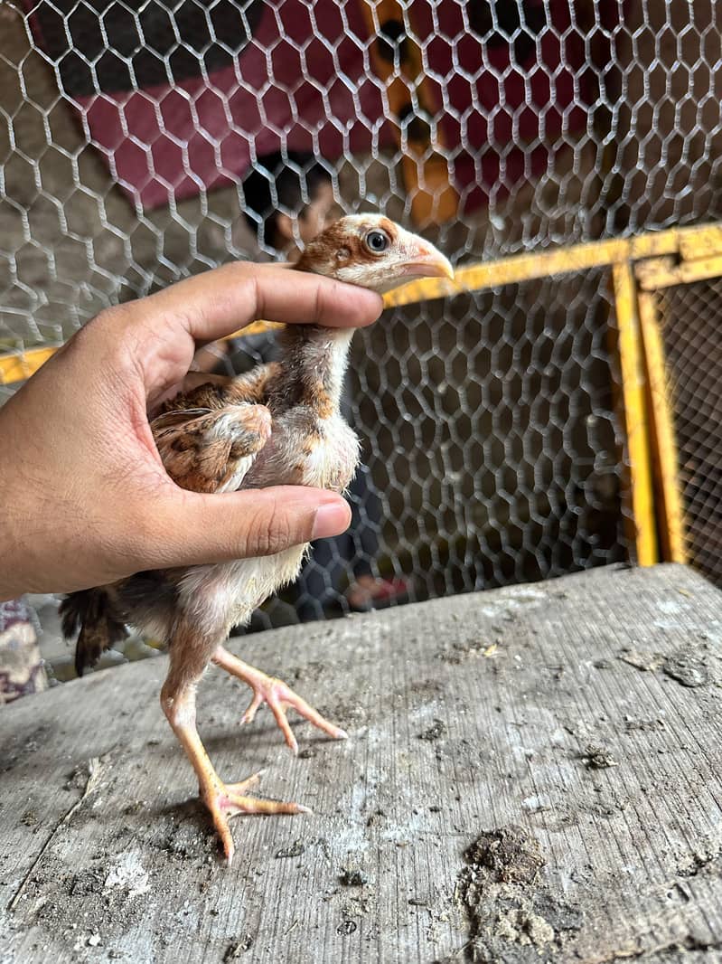Meanwali Chicks 4