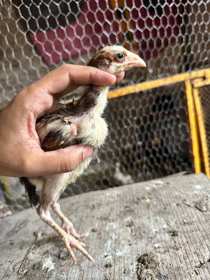 Meanwali Chicks 5