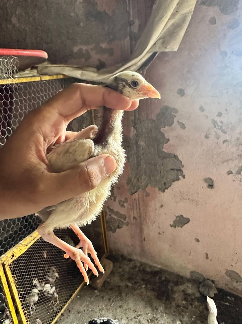 Meanwali Chicks 6