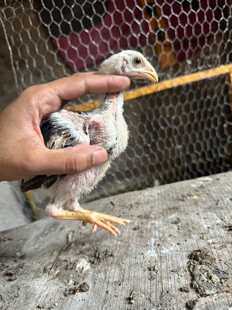 Meanwali Chicks 7
