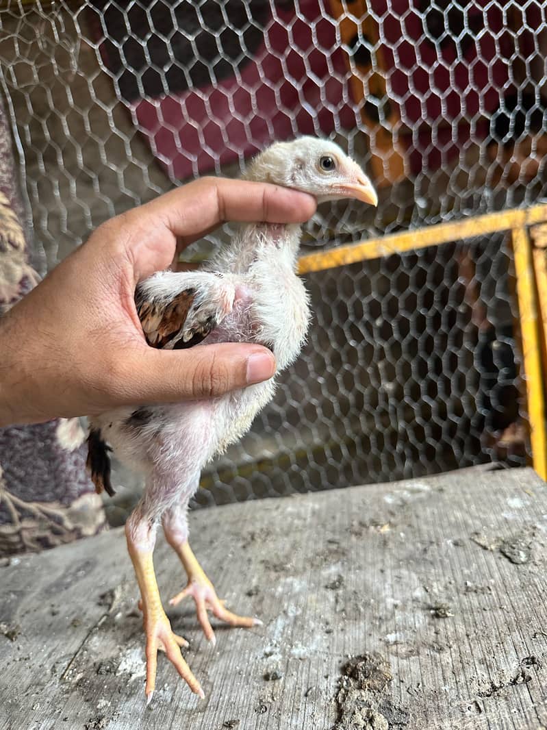 Meanwali Chicks 8