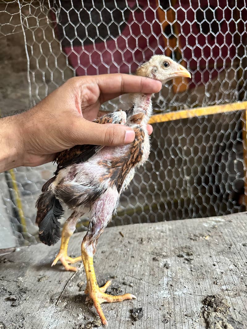 Meanwali Chicks 9