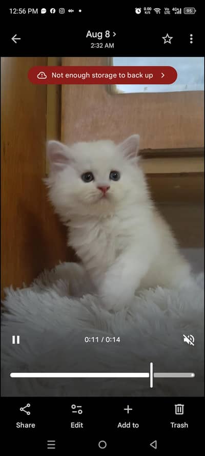 Persian kitten /punch face /triple coat /female male  cat