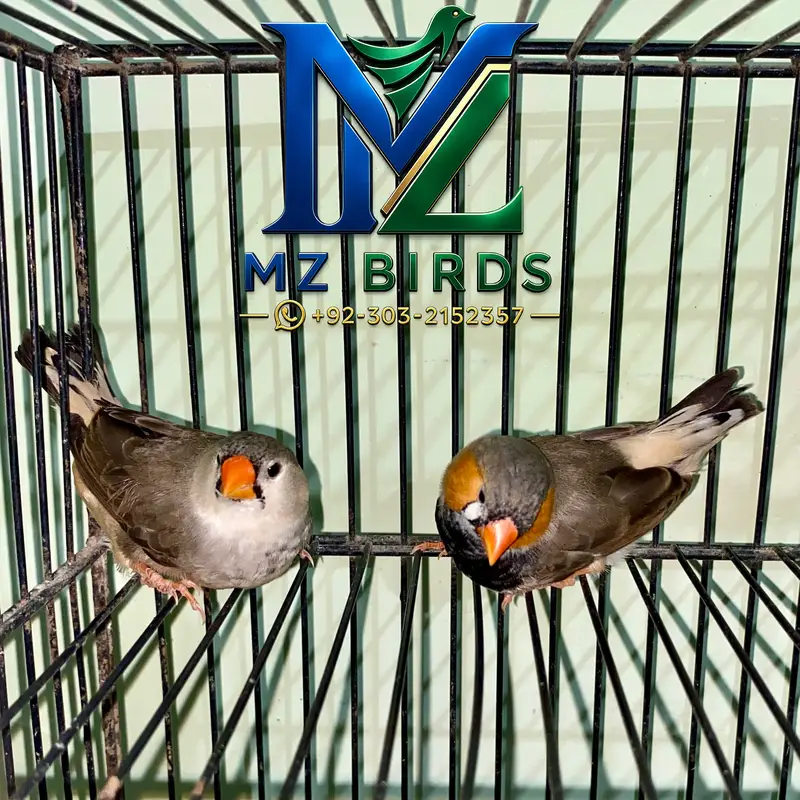 Black Breasted Mutation Finch Available for Sale