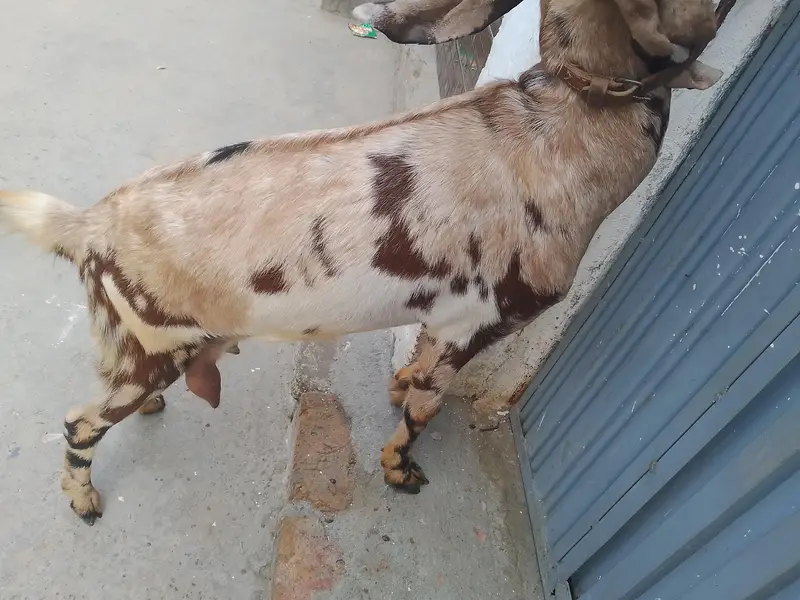 bakari Desi — photo 2