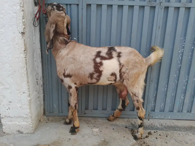 bakari Desi — photo 4