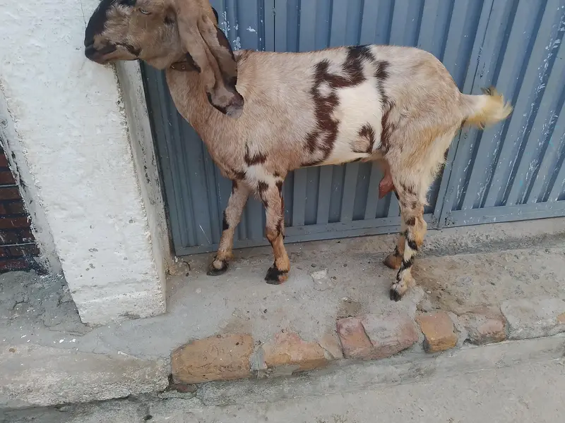 bakari Desi — photo 6