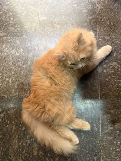 Persian Cat Kids