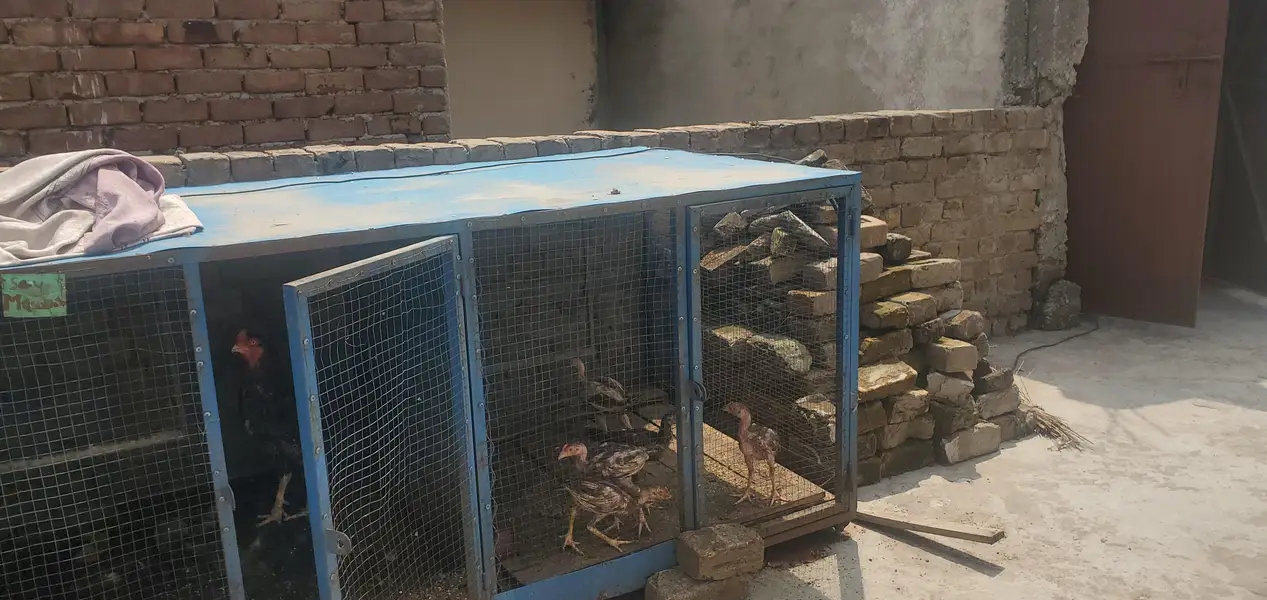 Urgent sale Business cage only contact whatsapp 03145065986 — photo 3