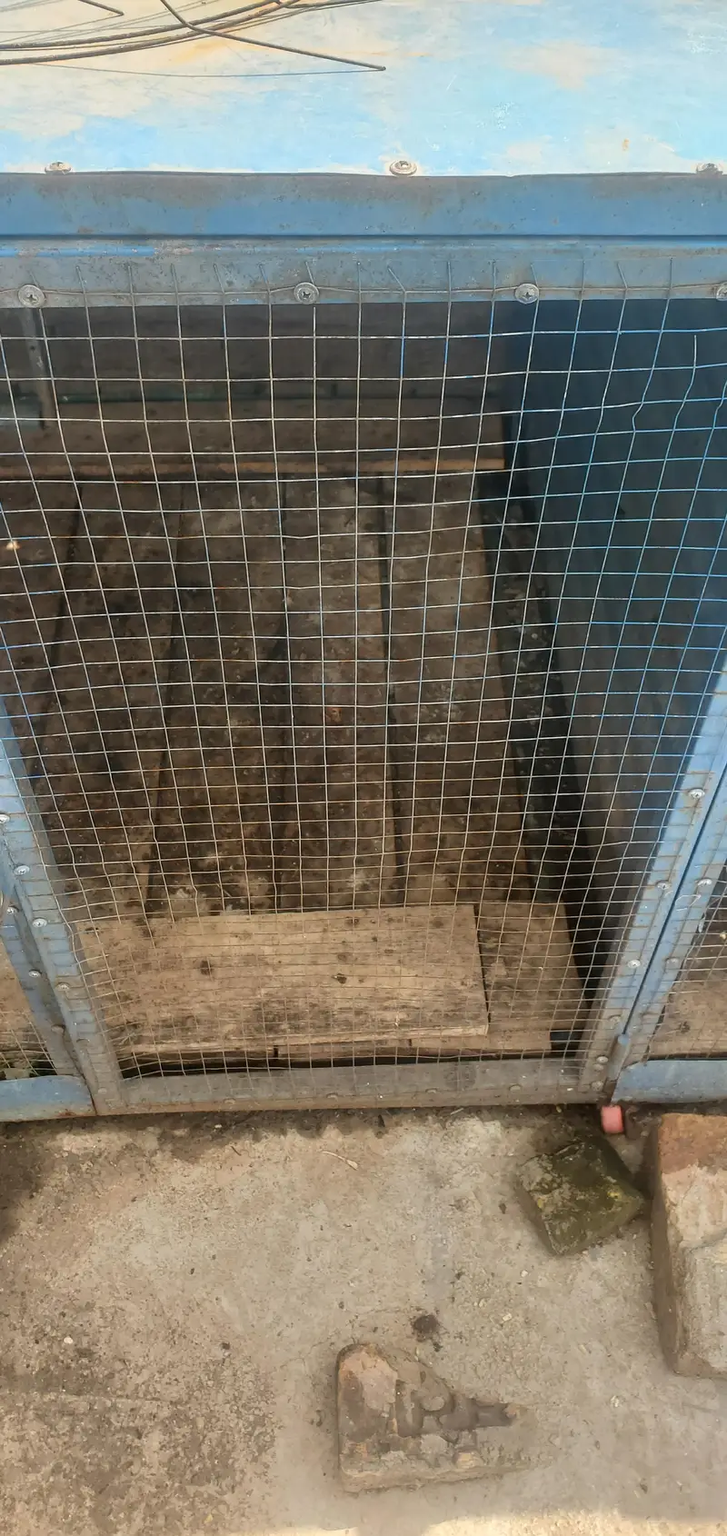 Urgent sale Business cage only contact whatsapp 03145065986 — photo 4