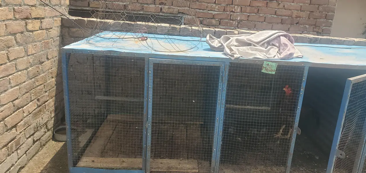 Urgent sale Business cage only contact whatsapp 03145065986 — photo 6