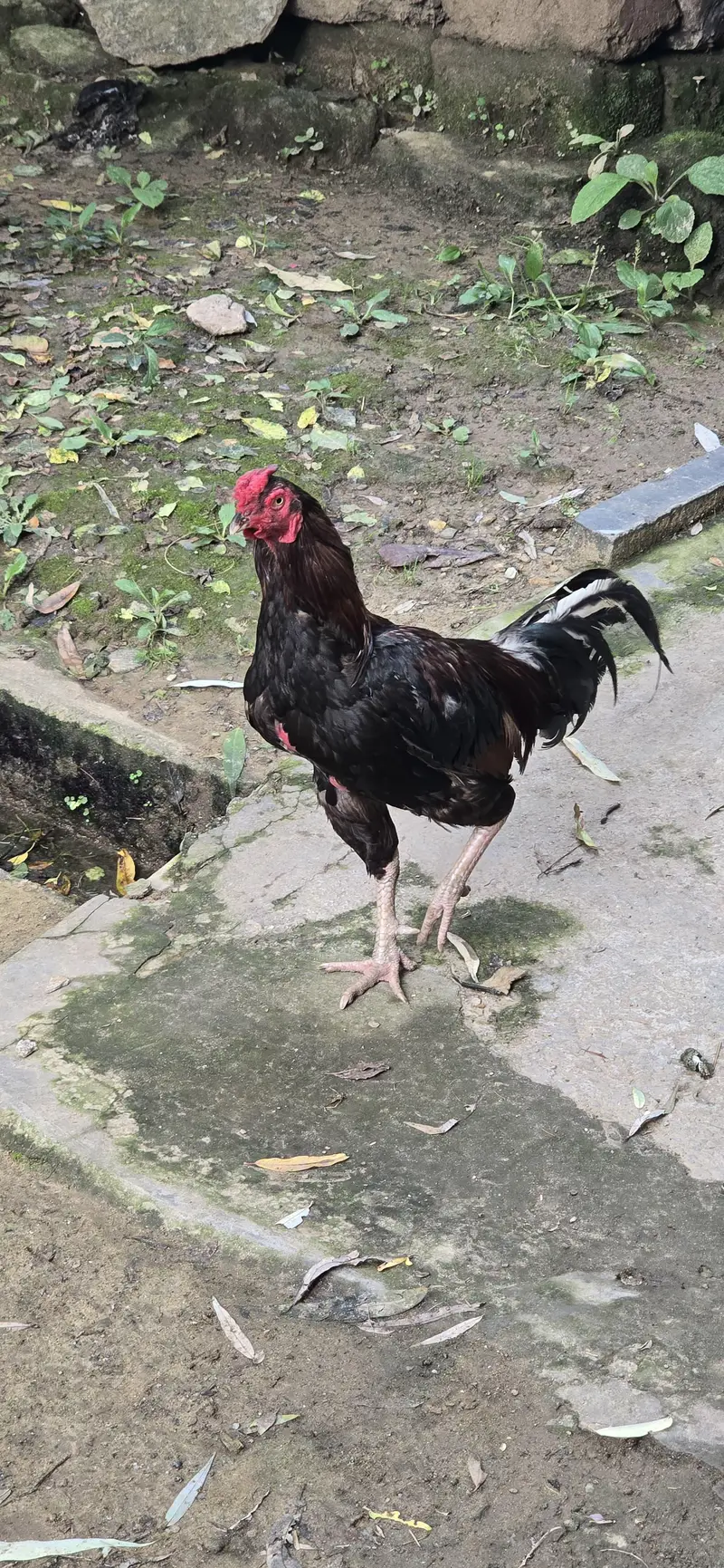 Aseel Patha — photo 3