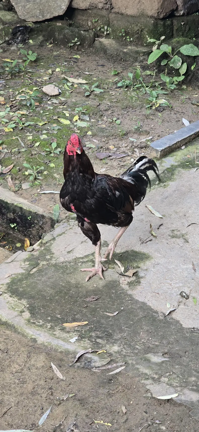 Aseel Patha — photo 6