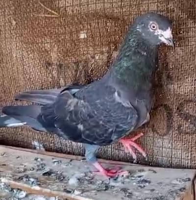 Pigeon nr for sale plz. contact me only on this no. 0308-5000940