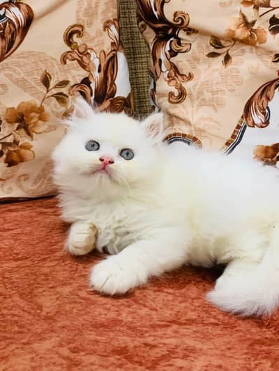 Persian kittens