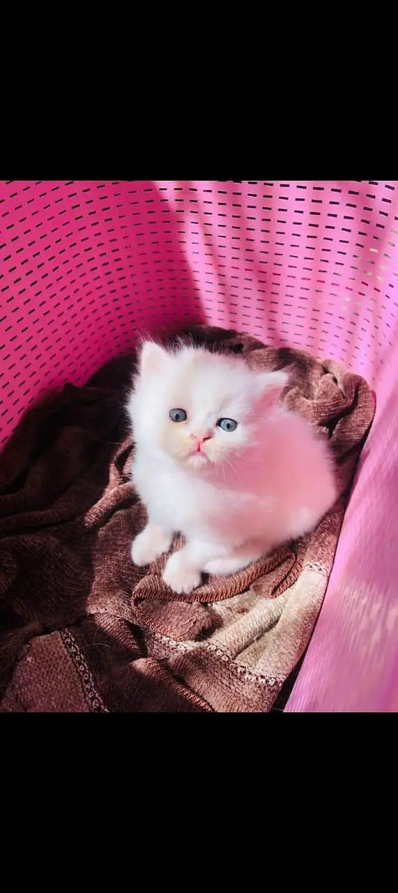 Persian kittens — photo 2