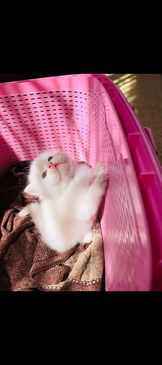 Persian kittens — photo 3
