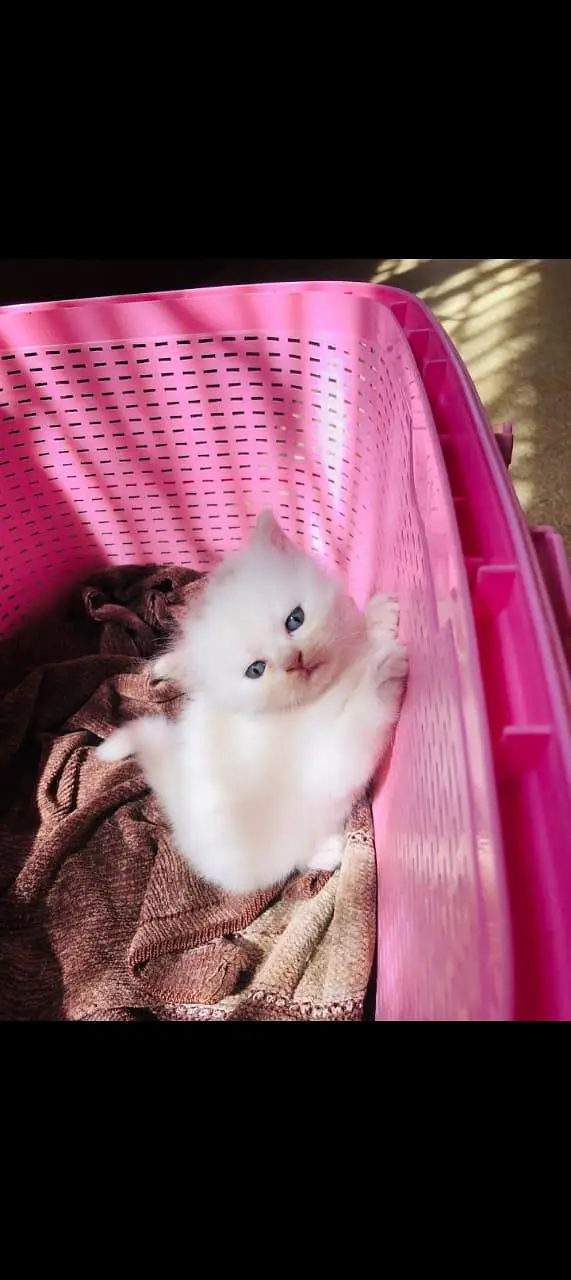 Persian kittens — photo 4