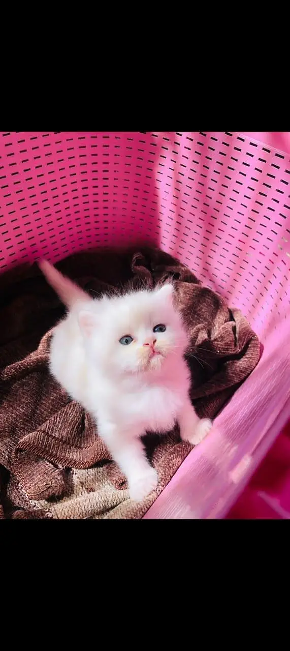 Persian kittens — photo 5