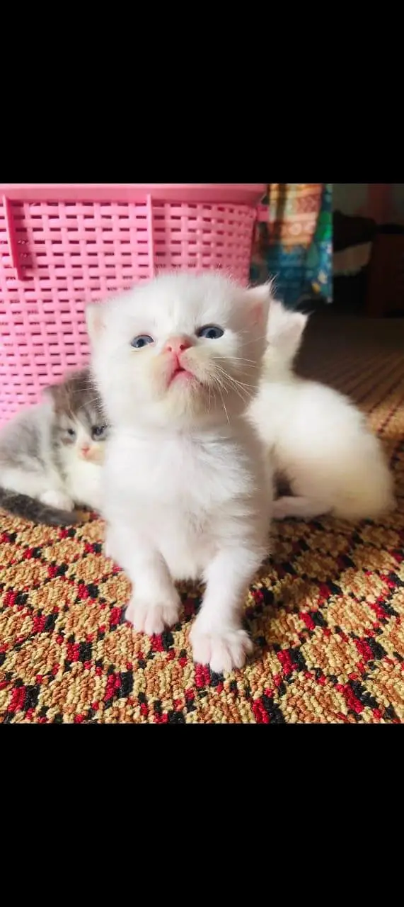 Persian kittens — photo 6