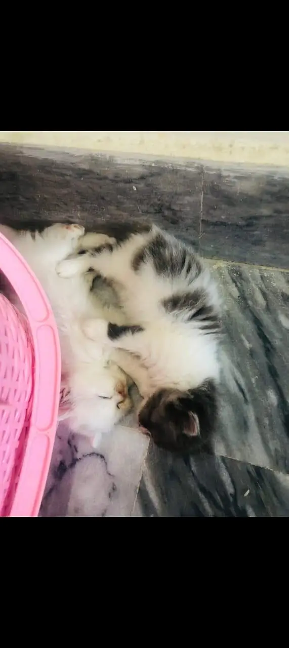 Persian kittens — photo 7