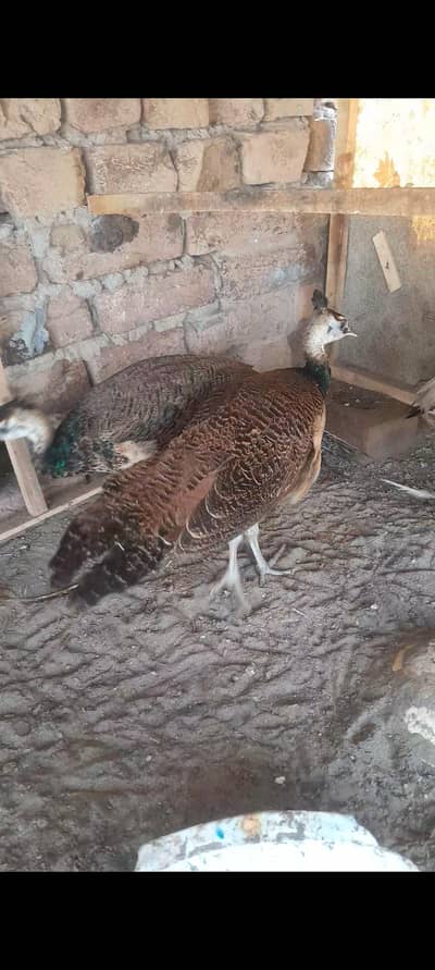 2male 1 female