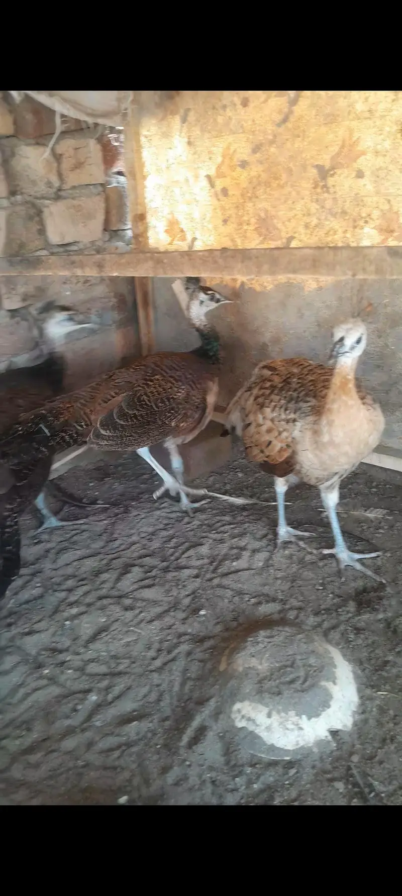2male 1 female — photo 2