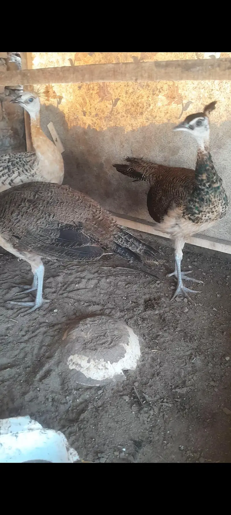 2male 1 female — photo 3
