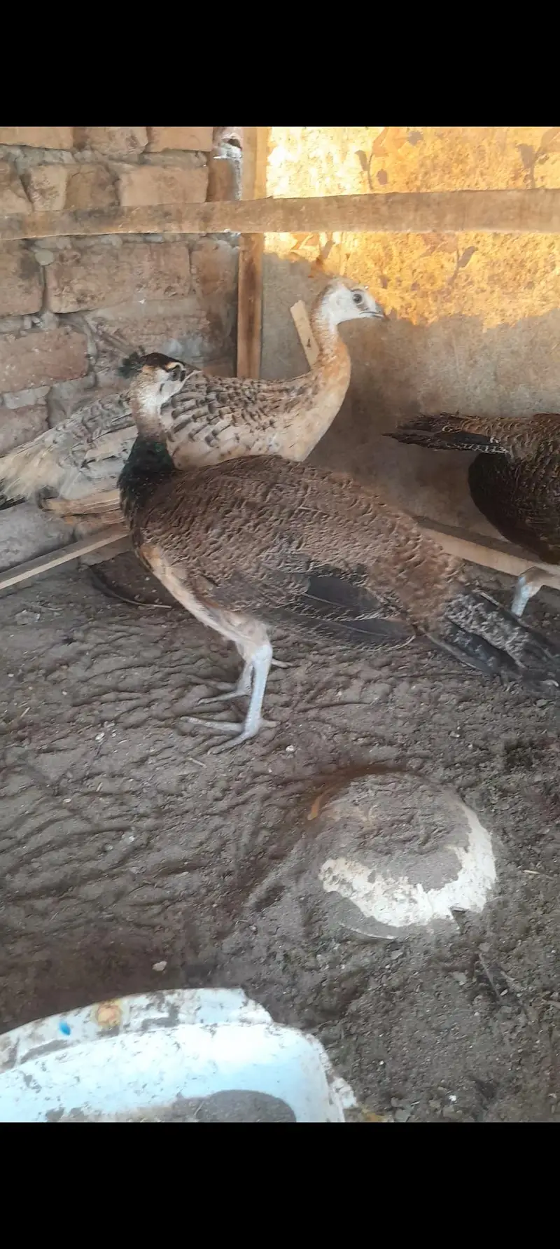 2male 1 female — photo 4