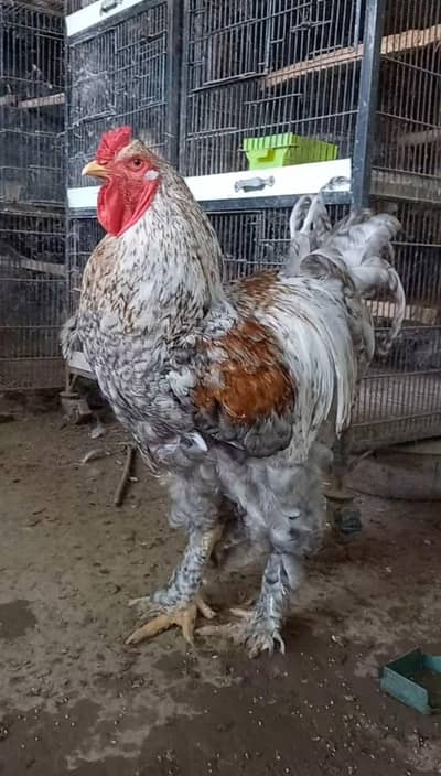 Brahma big Egg laying hens for sale 0-3-1-1-5-1-2-6-1-0-2 call and