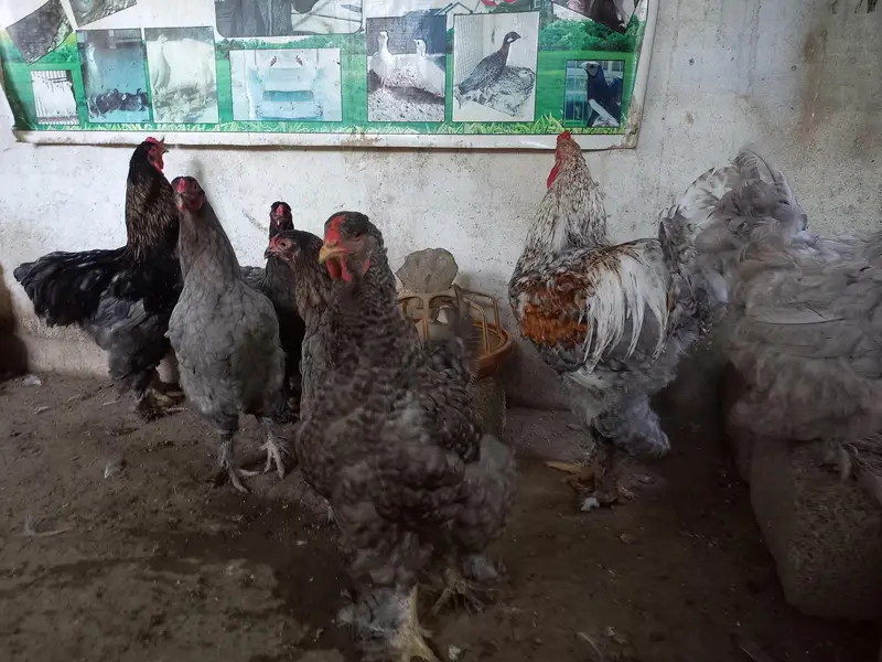 Brahma big Egg laying hens for sale 0-3-1-1-5-1-2-6-1-0-2 call and — photo 2