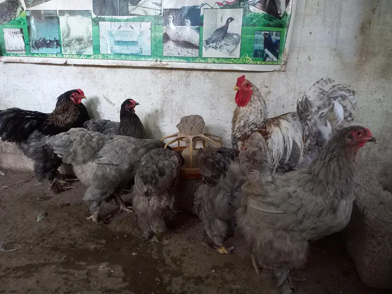 Brahma big Egg laying hens for sale 0-3-1-1-5-1-2-6-1-0-2 call and — photo 3