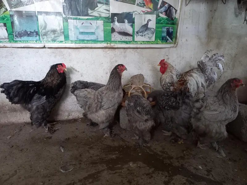 Brahma big Egg laying hens for sale 0-3-1-1-5-1-2-6-1-0-2 call and — photo 4
