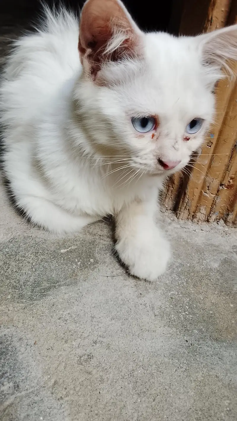Russion baby cat blue eyes — photo 3