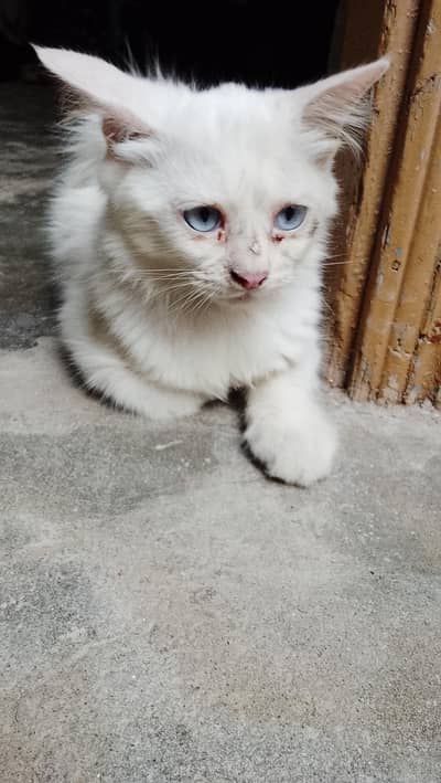 Russion baby cat blue eyes