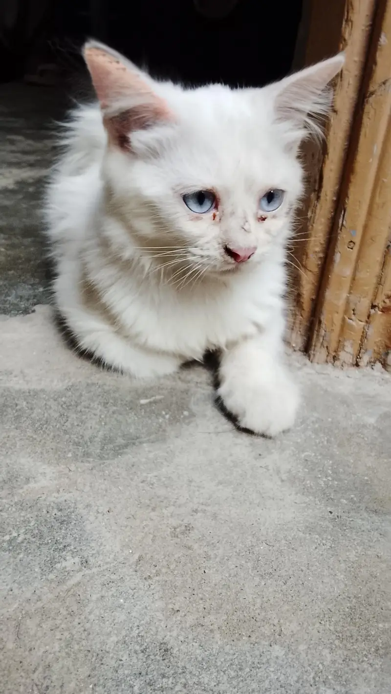 Russion baby cat blue eyes — photo 2