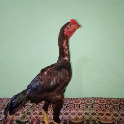 aseel walati