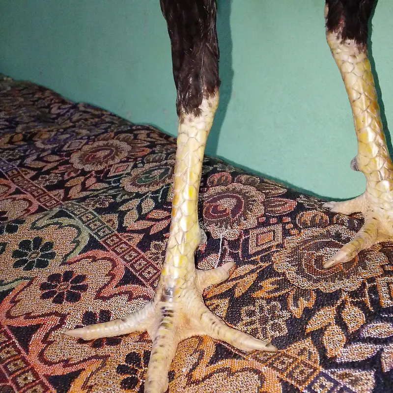 aseel walati — photo 3