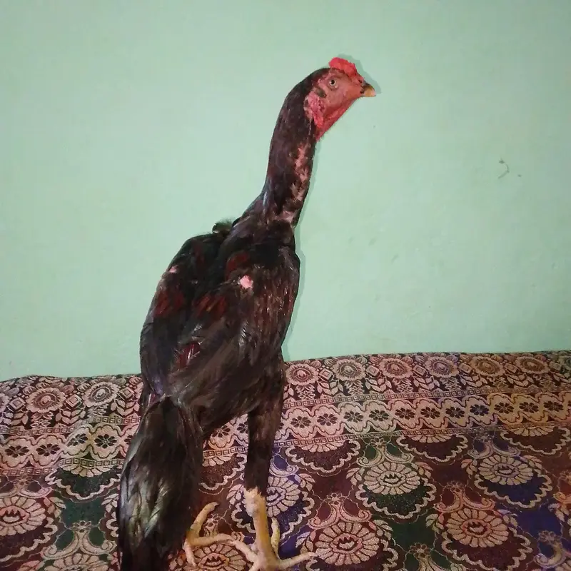aseel walati — photo 4